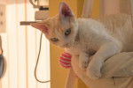 Photo Devon Rex