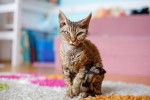 Photo Devon Rex