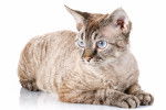Photo Devon Rex