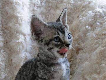 DEVON REX - Devon Rex