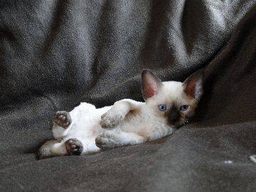 DEVON REX - Devon Rex
