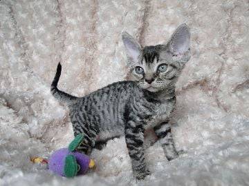 DEVON REX - Devon Rex