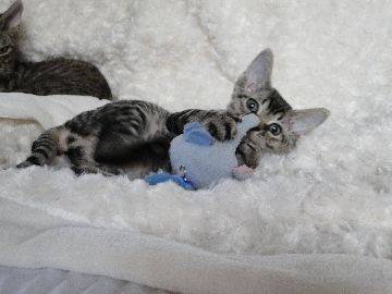 DEVON REX - Devon Rex