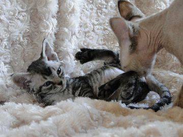 DEVON REX - Devon Rex