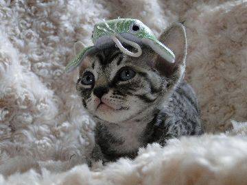 DEVON REX - Devon Rex