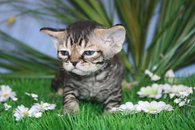 devon rex - Devon Rex