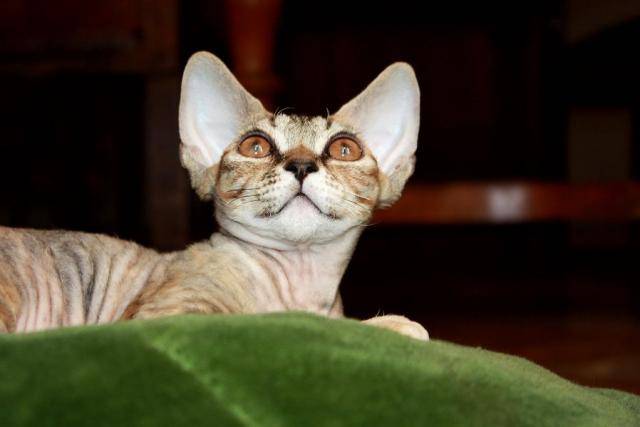 devon rex - Devon Rex