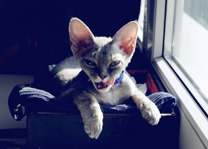 Le Devon Rex - Devon Rex