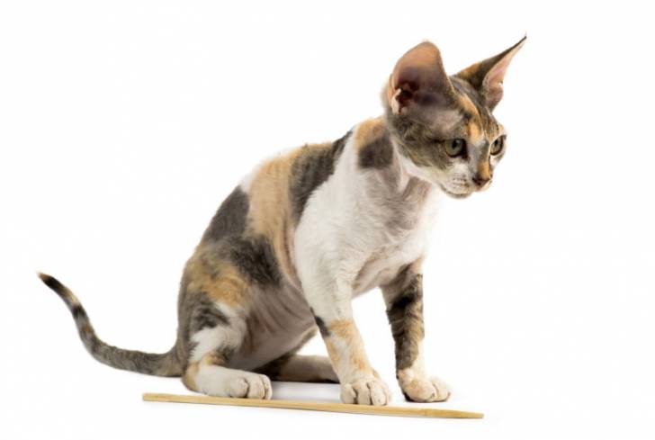 Photo Devon Rex