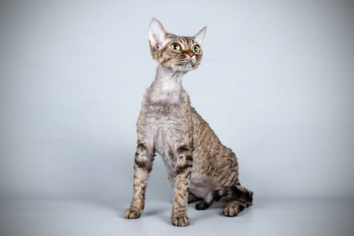 Photo Devon Rex