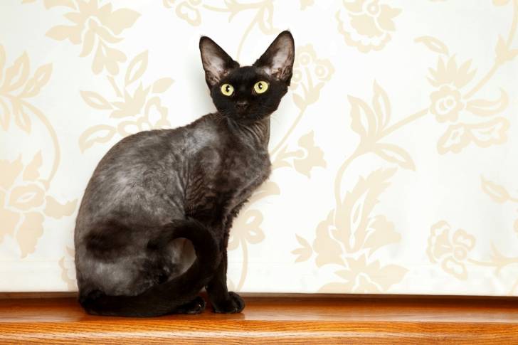 Un Devon Rex en standby devant un mur clair