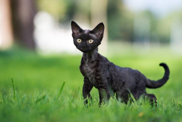Photo Devon Rex