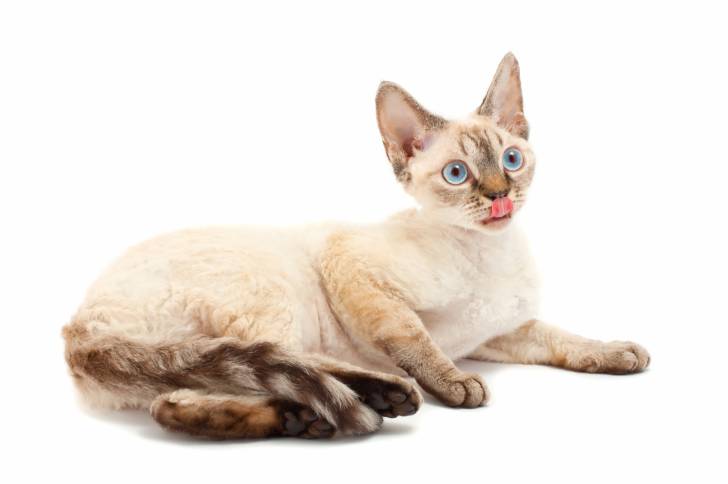 Photo Devon Rex
