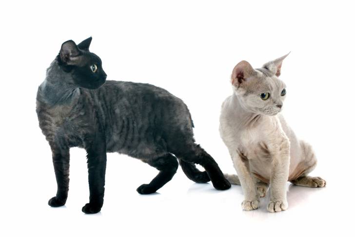 Photo Devon Rex