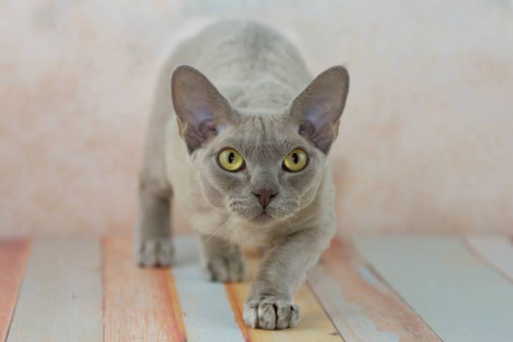 Photo Devon Rex
