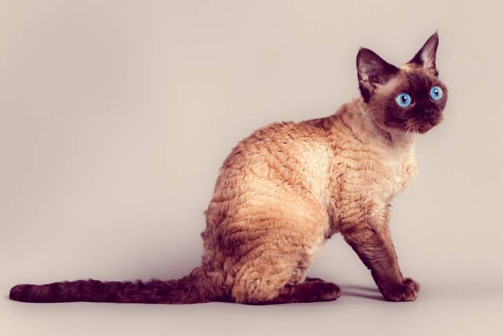 Photo Devon Rex