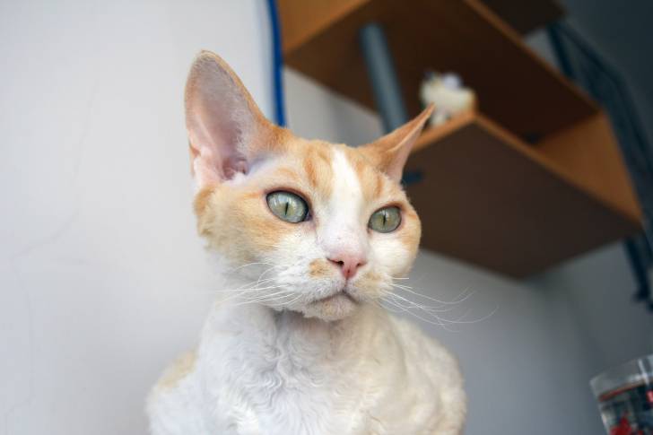 Photo Devon Rex