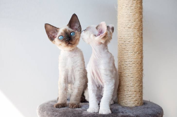 Photo Devon Rex