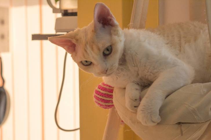 Photo Devon Rex