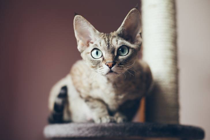 Un Devon Rex perché sur un arbre à chat