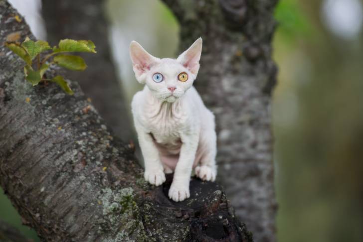 Photo Devon Rex