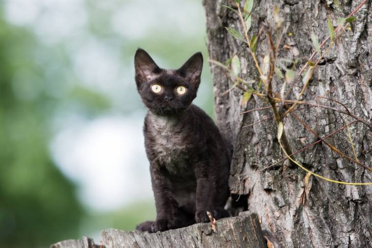 Photo Devon Rex