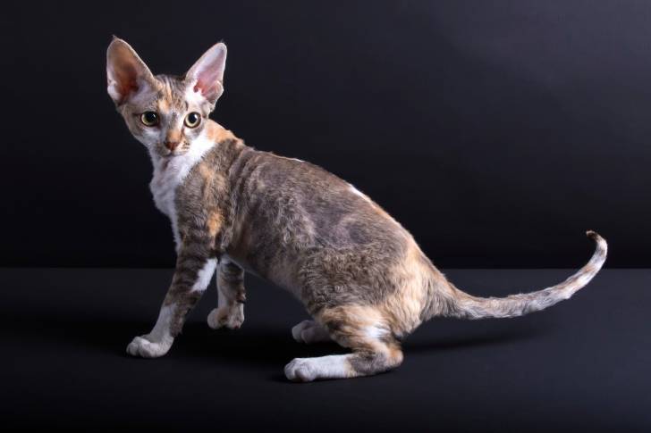 Photo Devon Rex
