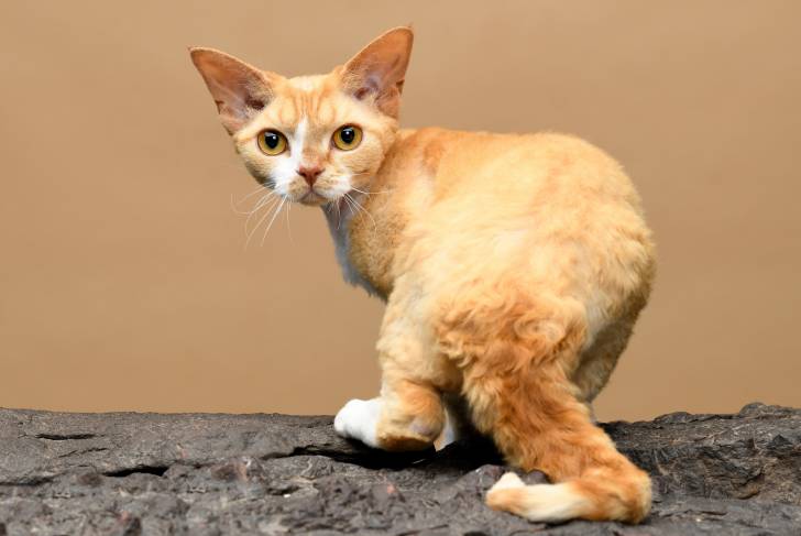 Photo Devon Rex