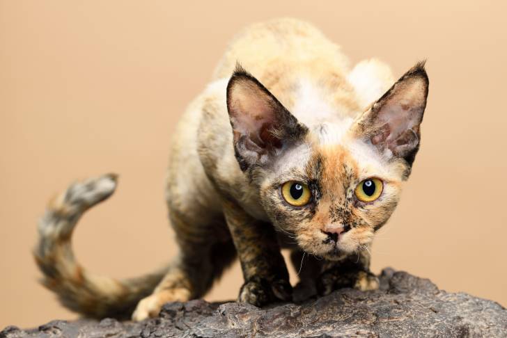 Un Devon Rex roux et noir aux yeux oranges en position d'attaque