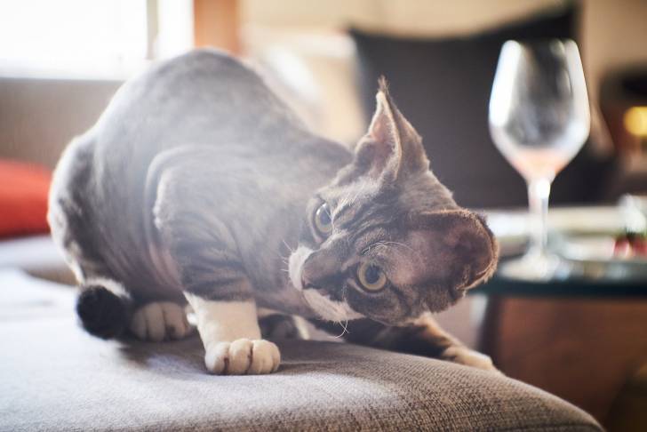 Photo Devon Rex