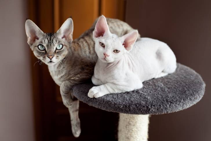 Deux Devon Rex assis sur un arbre à chat