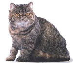 Exotic Shorthair - Exotic Shorthair
