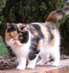 Exotic Shorthair - Exotic Shorthair