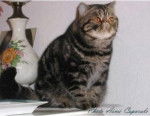 Exotic Shorthair - Exotic Shorthair