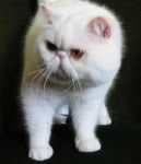 Exotic Shorthair - Exotic Shorthair