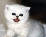 Exotic Shorthair - Exotic Shorthair