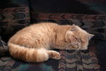 Persan - Exotic Shorthair