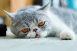 Photo Exotic Shorthair