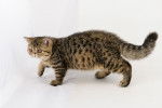 Photo Exotic Shorthair