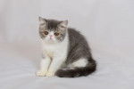 Photo Exotic Shorthair