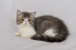 Photo Exotic Shorthair