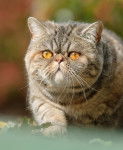Photo Exotic Shorthair