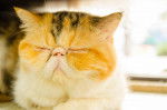 Photo Exotic Shorthair
