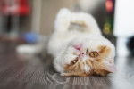 Photo Exotic Shorthair