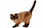 Photo Exotic Shorthair