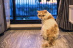 Photo Exotic Shorthair