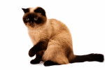 Photo Exotic Shorthair