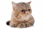 Photo Exotic Shorthair