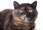 Photo Exotic Shorthair