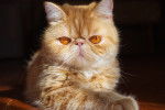 Un Exotic Shorthair roux aux yeux orange